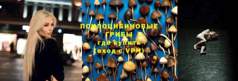 Псилоцибиновые грибы Psilocybe  магазин  наркотиков  дарк нет наркотические препараты  Сыктывкар 